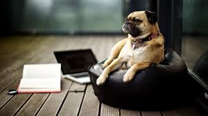 The great collection of dog hd wallpapers 1920x1080 for desktop, laptop and mobiles. 43 Dog Hd Wallpapers 1920x1080 On Wallpapersafari