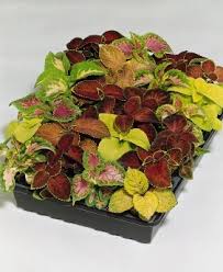 Image result for Coleus meyeri