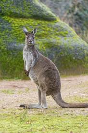 Beautiful Kangroo Australia Animals Kangaroo Animals