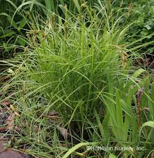 Image result for Carex mannii