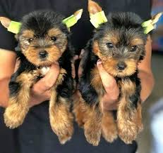 Our doggies are loved from birth by our hand. Sweet Teacup Yorkie Puppies For Sale Near Me Home Facebook