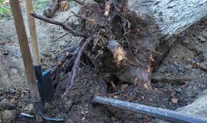 Tree stumps can be removed with brute force. Stump Grinding Indianapolis Stump Removal Tree Trimming