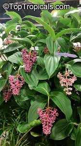 Image result for Medinilla