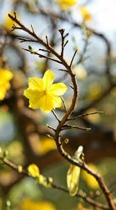 The tray symbolises the family's respect for their ancestors and their wishes for the new year. Selective Focus Photo Yellow Forsythia Flowers Leopard The Lunar New Year Vietnamese Tet Vietnam Spring The Garden Pxfuel