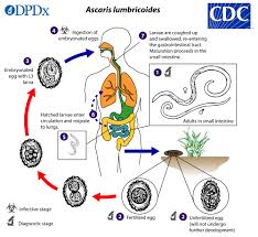 Cdc Ascariasis Biology