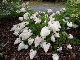 Image result for hydrangea paniculata vanille fraise
