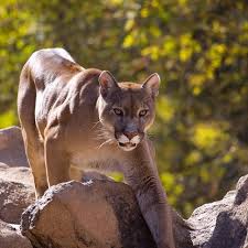 Pumas are dangerous carnivores and are very agile in combat. Best Places To See Pumas Original Travel