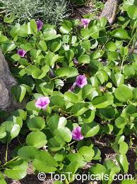 Image result for Ipomoea coptica