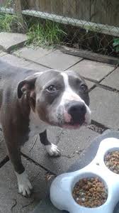 Athena Marley Dog Animal Humour Pitbull Dog