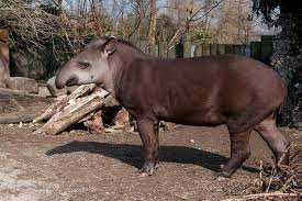 Tapirs are described as primitive living fossils, sharing homologous features with horses and rhinos—but these assumptions are rarely challenged. Ein Tapir Geht Durch Die Wand Nzz