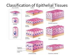 Linings of these cavities are composed of a single layer of cells called mesothelium. Simple Squamous Epithelium Ppt Video Online Download