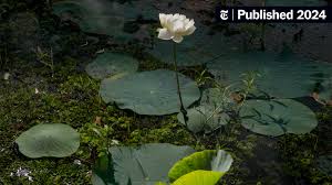 Image result for Lotus