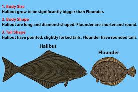 Halibut Vs Flounder All You Need To Know
