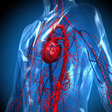 Then they are captured and destroyed in the liver and spleen. How Blood Flows Through The Heart And Lungs