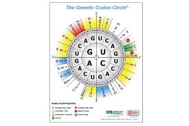 Learn about amino acid with free interactive flashcards. Genetic Codon Poster C