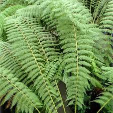 Image result for Cyathea dregei