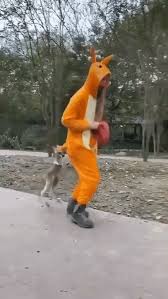Woman In Kangaroo Suit Teaches A Joey To Jump