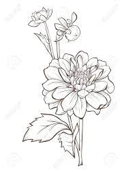 Dahlia Flower Isolated On White Background Flower Line Drawings Flower Drawing Flower Sketches