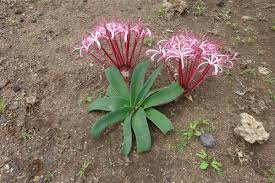 Image result for Ammocharis tinneana