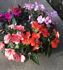 Image result for Impatiens