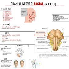 Facial Nerve Graphic Facial Nerve Cranial Nerves Cranial Nerve 7