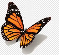 This is probably because in most regions of the world it is rare to see one. Monarch Butterfly Tattoo Black Swallowtail Butterfly Brush Footed Butterfly Insects Png Pngegg