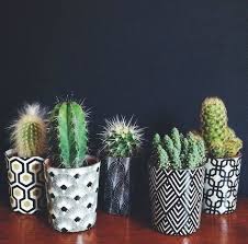 Bring The Desert Into Your Home With A Collection Of Cacti Easy To Look After And They Look Great Against A Bare Wall Plants Cactus Decor Cactus Plants