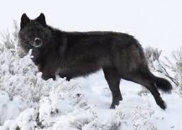 Awesome Wolf Black Wolf Animals Wild Wolf Dog