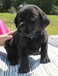 The cheapest offer starts at £600. Meet Booker 20220 A Petfinder Adoptable Black Labrador Retriever Dog Prattville Al Booker Is A 7 Week Old Male Labrador Retriever Labrador Puppy Labrador