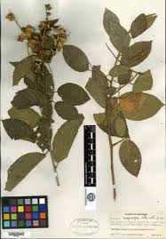 Image result for Gouania tiliifolia