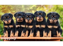 Von evman rottweilers is a code of ethics breeder of champion german rottweiler puppies. Rottweiler Puppies For Sale In Puerto Rico Pr Purebred Rottweilers Puppy Joy