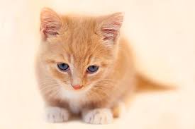 Sometimes it's a hairball but generally it's just vomit. Cat Throwing Up Clear Liquid Why And What To Do Fluffy Kitty