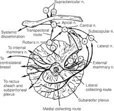Breast shape varies among patients, but knowing and understanding the anatomy of the breast ensures safe surgical planning. Breast Cancer Oncohema Key