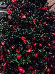 Pin By Steve Swaim On Landscape Holiday Decor Patio Garden Christmas Cheer