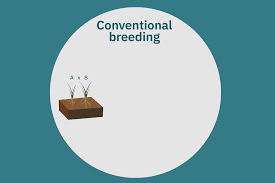 Deep dive: Plant-based meat crop development | GFI