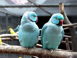 Blue Indian Ringneck Parakeet Parrot Bird Parakeet Parrot Pet