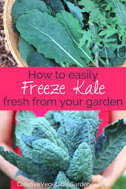 Here S The Greatest Way To Quickly Freeze Kale Creative Vegetable Gardener In 2020 Freezing Kale Vegetable Garden For Beginners Vegetables