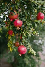 Autumn In Iran Fruit Photography Pomegranate Growing Fruit Garden