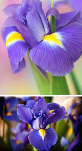 Iris Iris Flowers Garden Gardening Plantbased Fiori Modello Di Fiore Fiori Di Iris