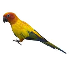 From july 11 through july 24, 2021, petco is bringing its beloved dog and cat mascots out to play for the company's biggest sale of the summer. Sun Conures For Sale Aratinga Solstitialis Petco