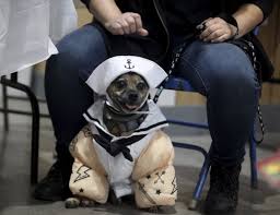 In 2020 award winning picture from www.pinterest.com. Pets Zombies Haunt Dog Walk Of The Dead News New Jersey Herald Newton Nj