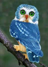 Legal Achamos Na Reserva Uma Rara Coruja Azulada Trilhamaravilhosa Desbravandolimitesdareservaambiental Rare Animals Owl Animals