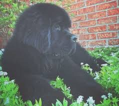 So i w as looking for a place to get willy groomed and canterbury tails pet resort came up and only five minutes away. Tails Pet Resort Lone Mountain The W Guide