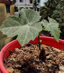 Image result for Kedrostis africana