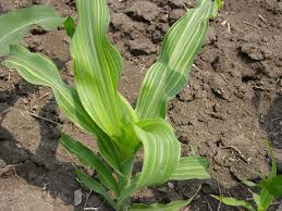 We did not find results for: Zinc In Plants A Key Constituent