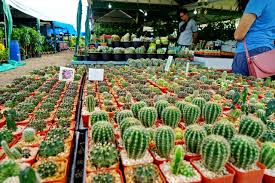 The finest of the breed | bangkok since 1998. Marketfriday Initiated By Dswigle Flower Market In Khon Kaen Thailand Steemit