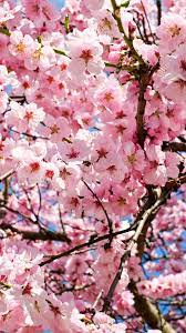 Cherry Blossoms Cherry Blossom Wallpaper Cherry Blossom Wallpaper Iphone Japanese Cherry Tree