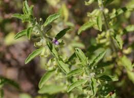 Image result for Endostemon villosus