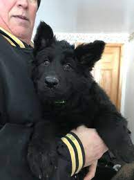 We did not find results for: German Shepherd Dog Puppy Dog For Sale In Nelson Wisconsin