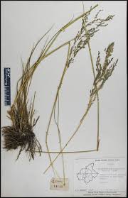 Image result for Eragrostis atrovirens